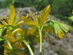 Hypericum montbretii