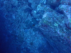 Chaetodon decussatus