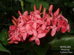 Ixora casei