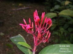 Ixora casei