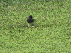Gallinula chloropus