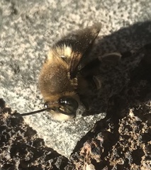 Anthophora alluaudi