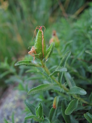 Hypericum orientale