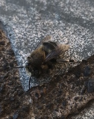Anthophora alluaudi