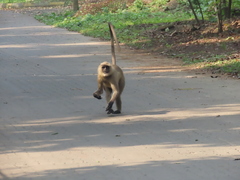 Semnopithecus entellus
