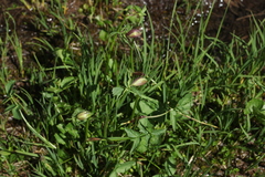 Heracleum apiifolium