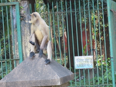 Semnopithecus entellus