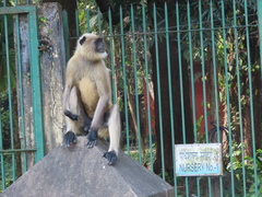 Semnopithecus entellus