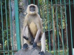 Semnopithecus entellus