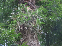 Vanda
