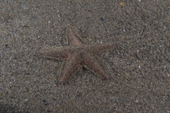 Astropecten irregularis