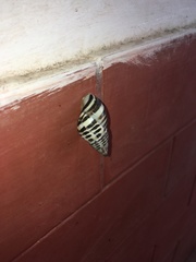 Drymaeus poecilus