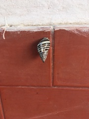 Drymaeus poecilus