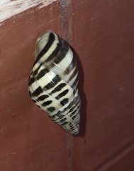 Drymaeus poecilus