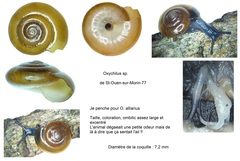 Oxychilus navarricus