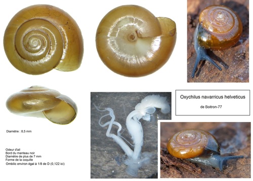 Swiss Glass Snail
