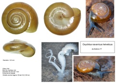 Oxychilus navarricus