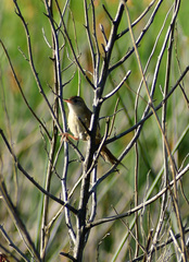 Spartonoica maluroides
