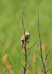 Spartonoica maluroides