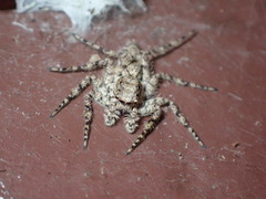 Phaeacius malayensis