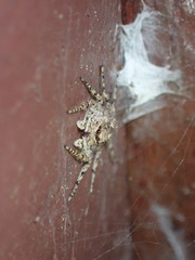 Phaeacius malayensis