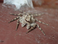 Phaeacius malayensis