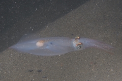 Alloteuthis media
