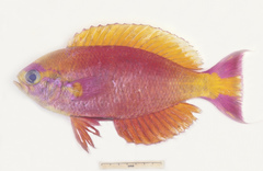 Callanthias australis