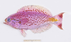 Callanthias australis