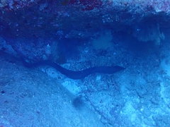 Gymnothorax javanicus