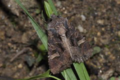 Trigonophora jodea
