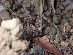 Heteropoda amphora