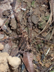 Heteropoda amphora