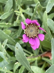Dimorphotheca jucunda