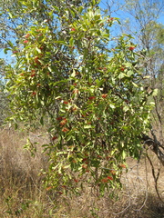 Amyema dolichopoda