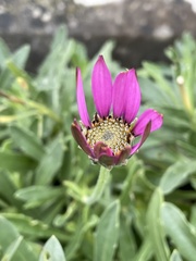 Dimorphotheca jucunda