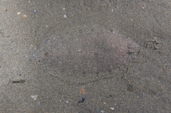 Arnoglossus laterna