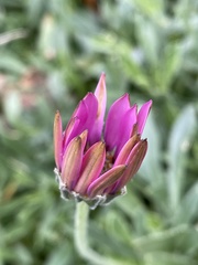 Dimorphotheca jucunda