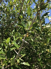 Citharexylum montevidense