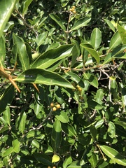 Citharexylum montevidense