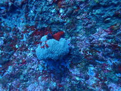 Physogyra lichtensteini