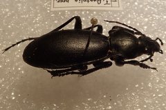 Carabus punctatus