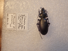 Carabus punctatus
