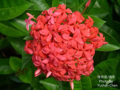Ixora philippinensis