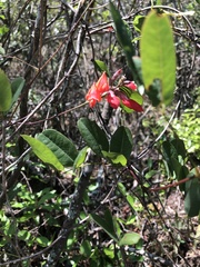Camptosema rubicundum