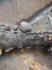 Daldinia concentrica