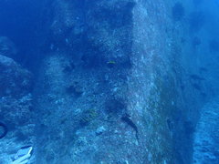 Heniochus singularius