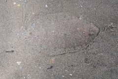 Arnoglossus laterna