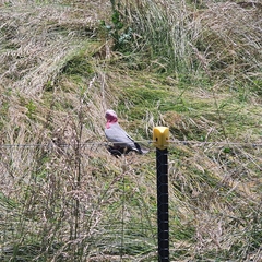 Eolophus roseicapilla