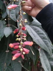Thunbergia coccinea